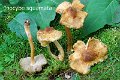 Pseudosperma squamatum-amf1052